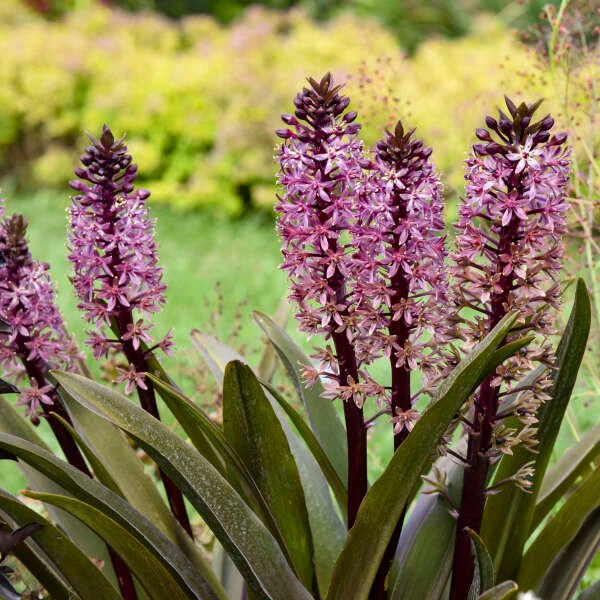 Eucomis??Â¨ Eucomis 'Purple Reign' PP35161 (25) BR