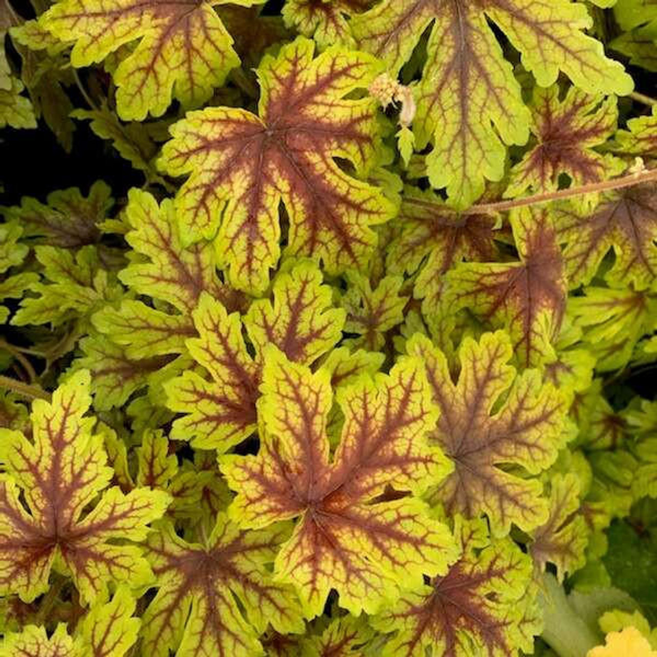 Heucherella 'Capture the Flag' PPAF CPBRAF (20)ct Flat