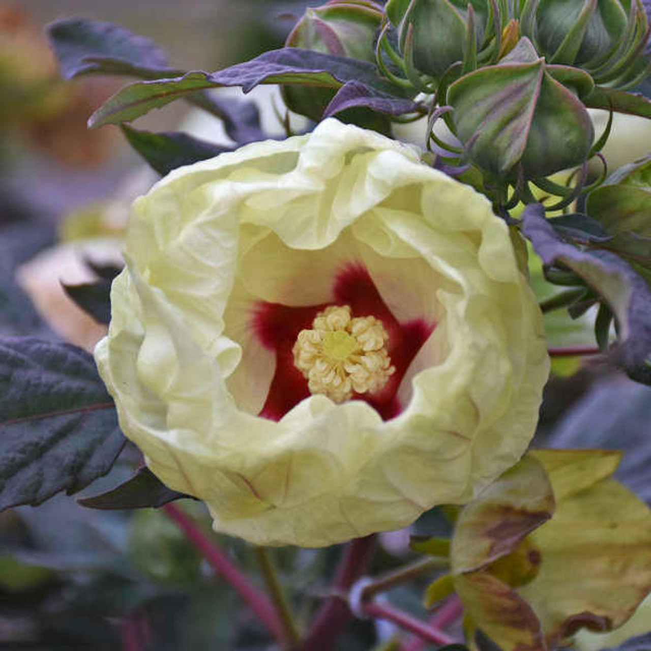 Hibiscus 'French Vanilla' PP33181 (25) BR Plants