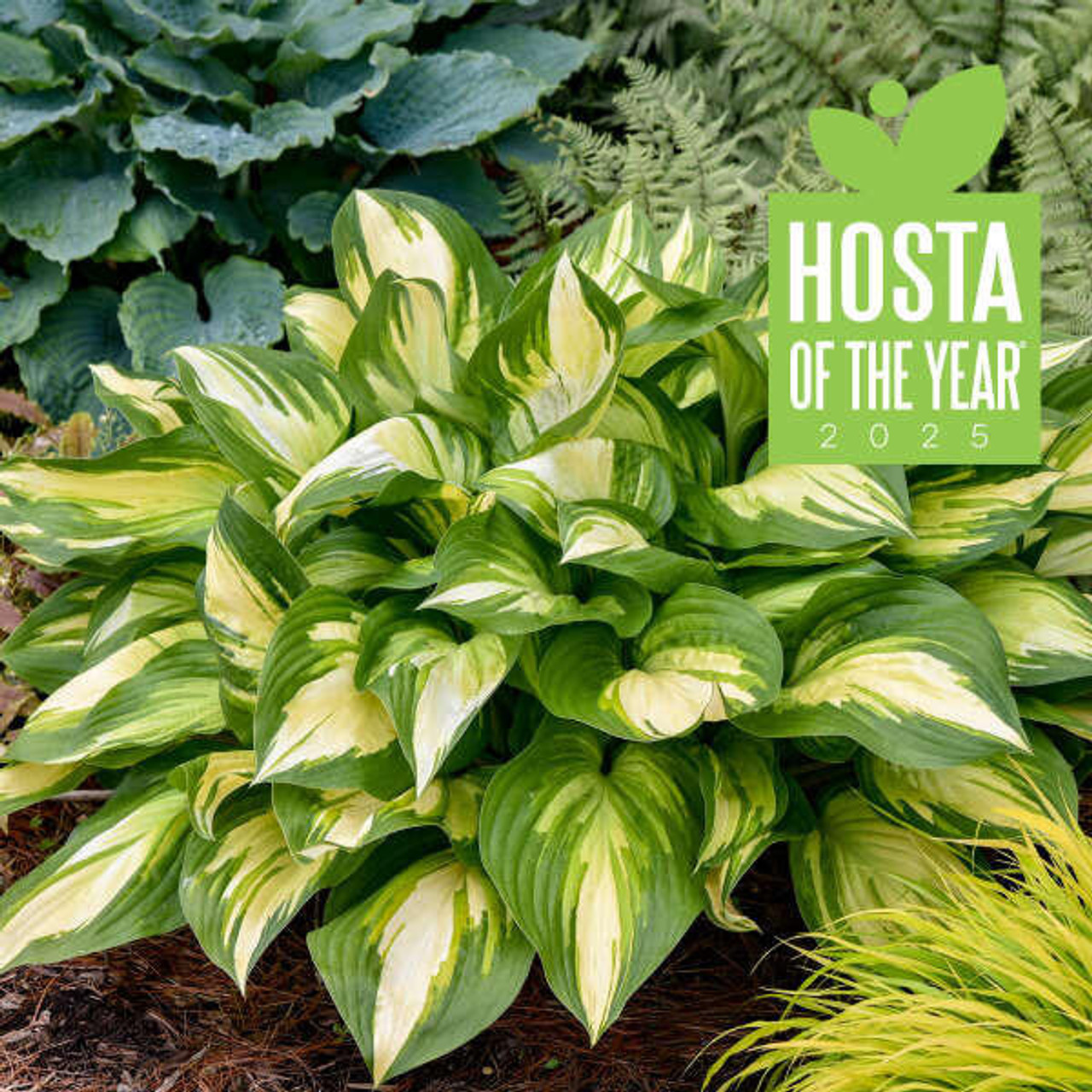Hosta Miss America shipped from Grower to your door