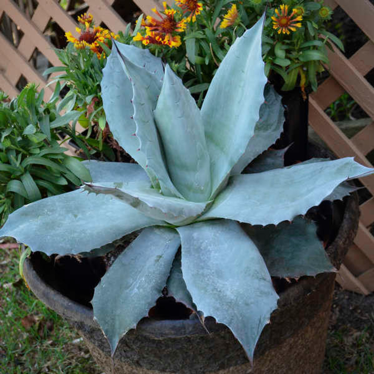 Agave o. 'Frosty Blue' (72)ct Flat