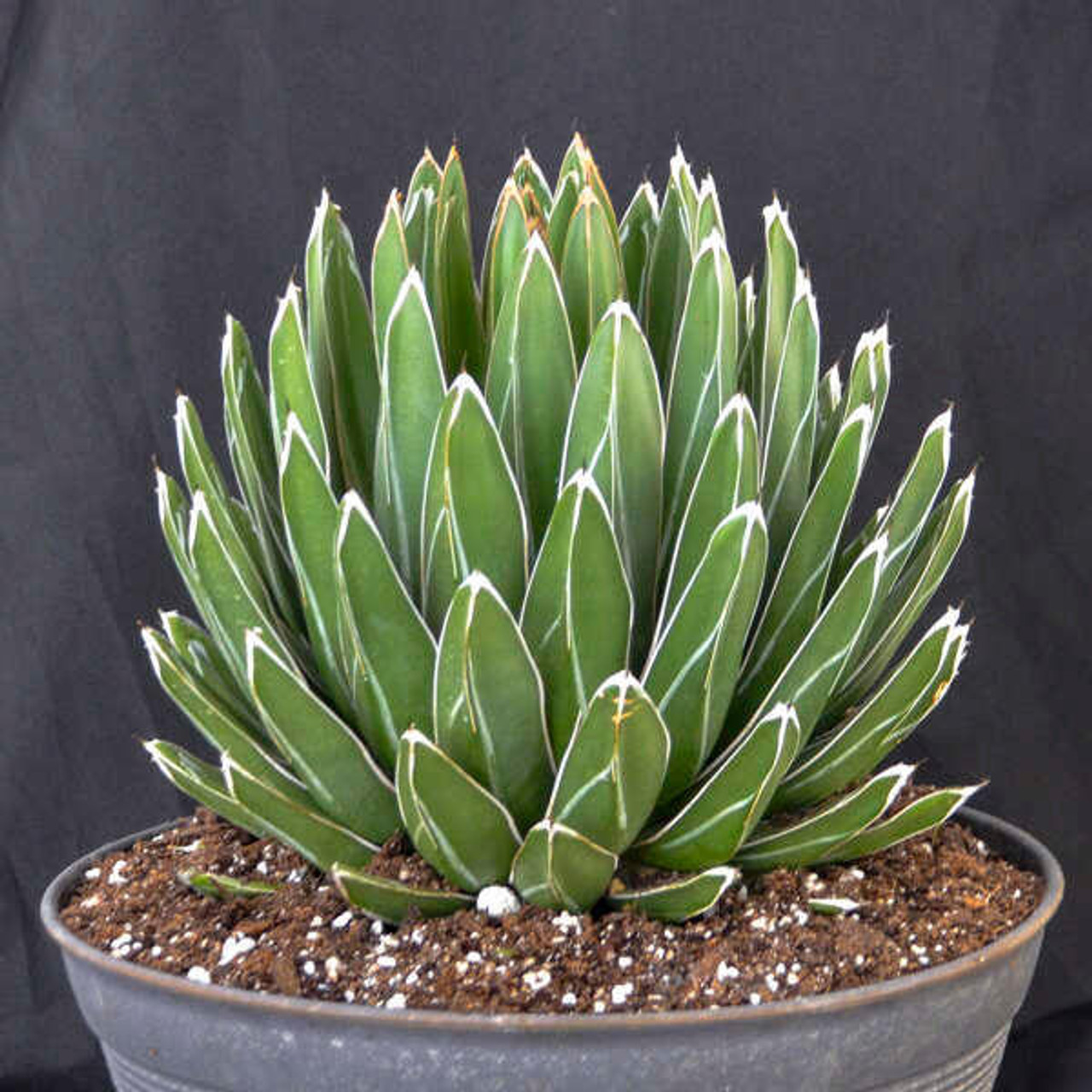 Agave v-r 'Porcupine' (72)ct Flat