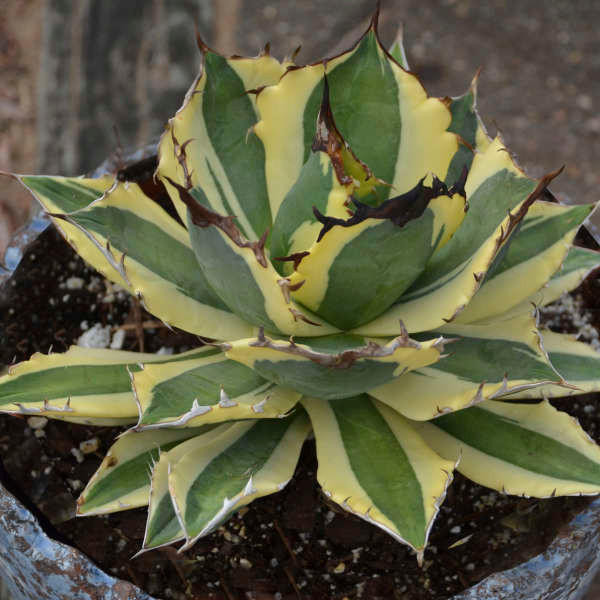 Agave Snaggle Tooth shipped from Grower to your door