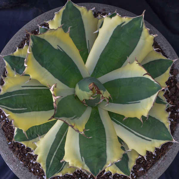 Agave Snaggle Tooth shipped from Grower to your door
