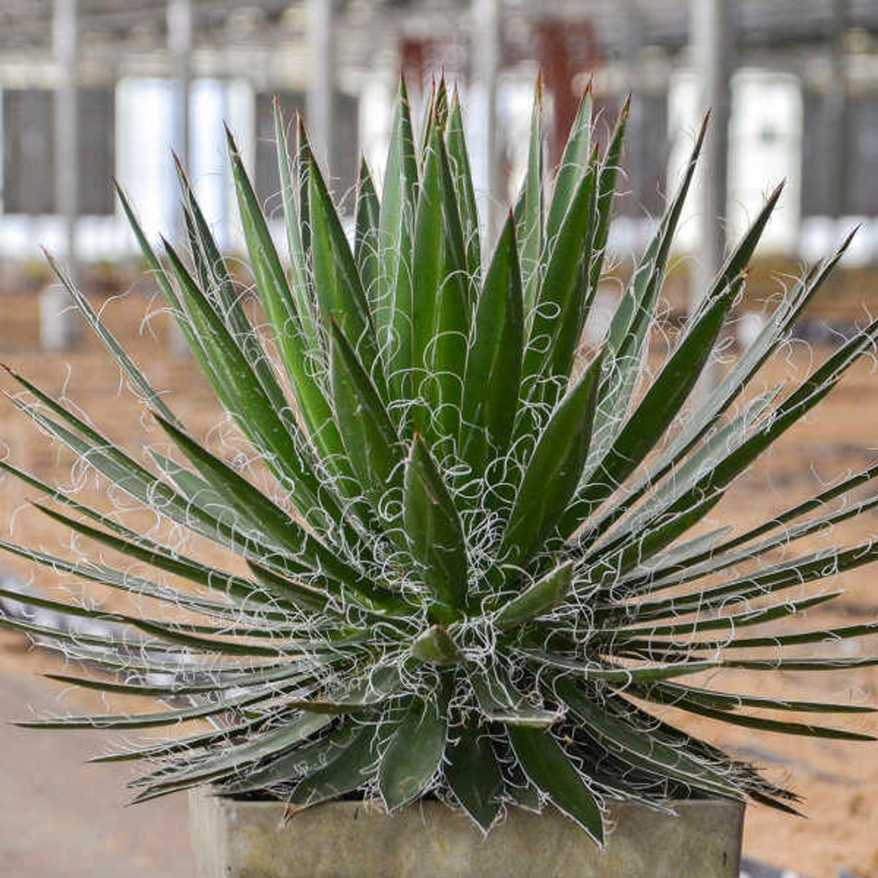 Agave s. 'Black Widow' (72)ct Flat