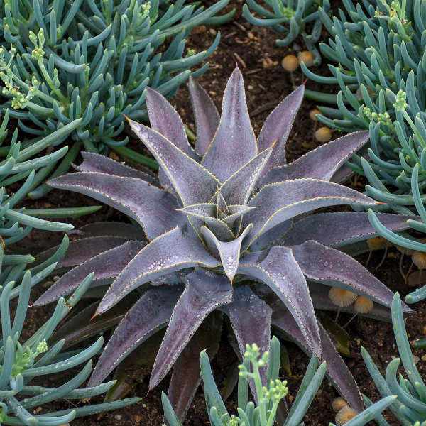 Mangave 'Purple People Eater' shipped from Grower to your door