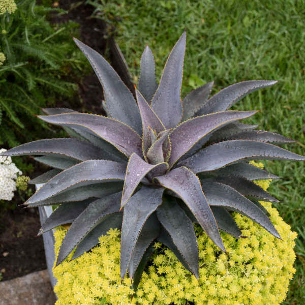 Mangave 'Purple People Eater' shipped from Grower to your door