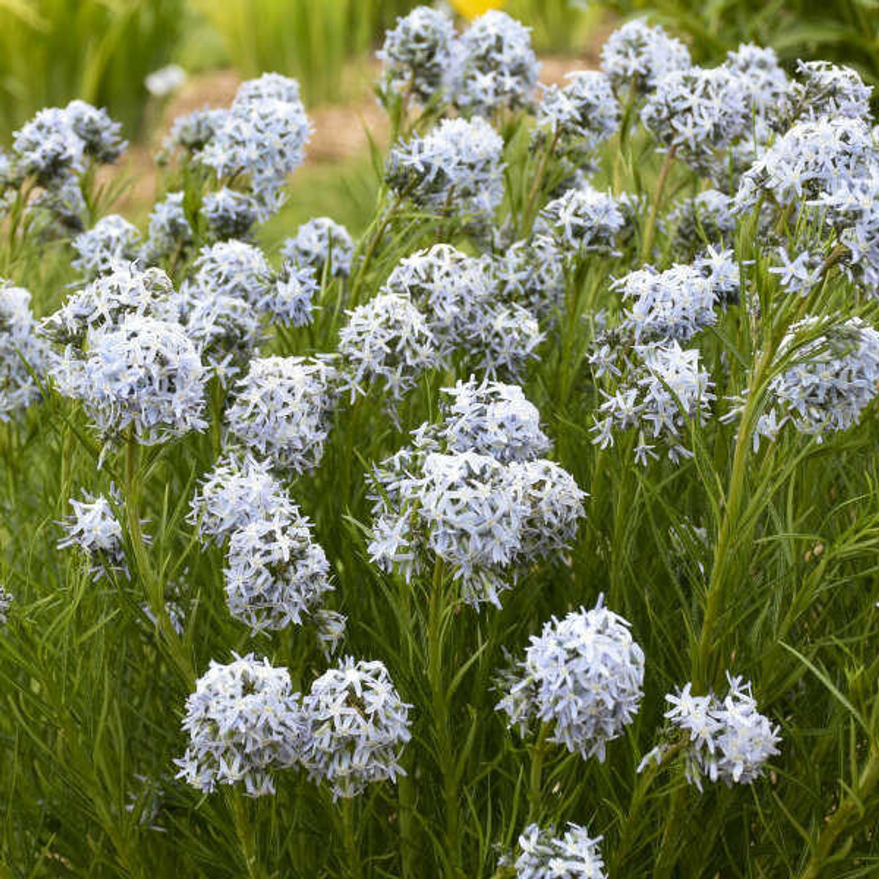 Amsonia 'String Theory' PP34419  (4) 1-gallons