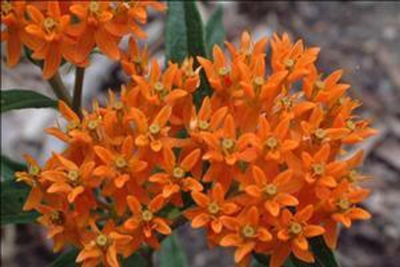 Asclepias tuberosa  (10)ct Quarts