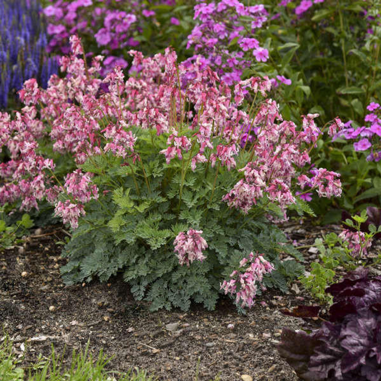 Dicentra 'Pink Diamonds' PP32380 (4) 1-gallons