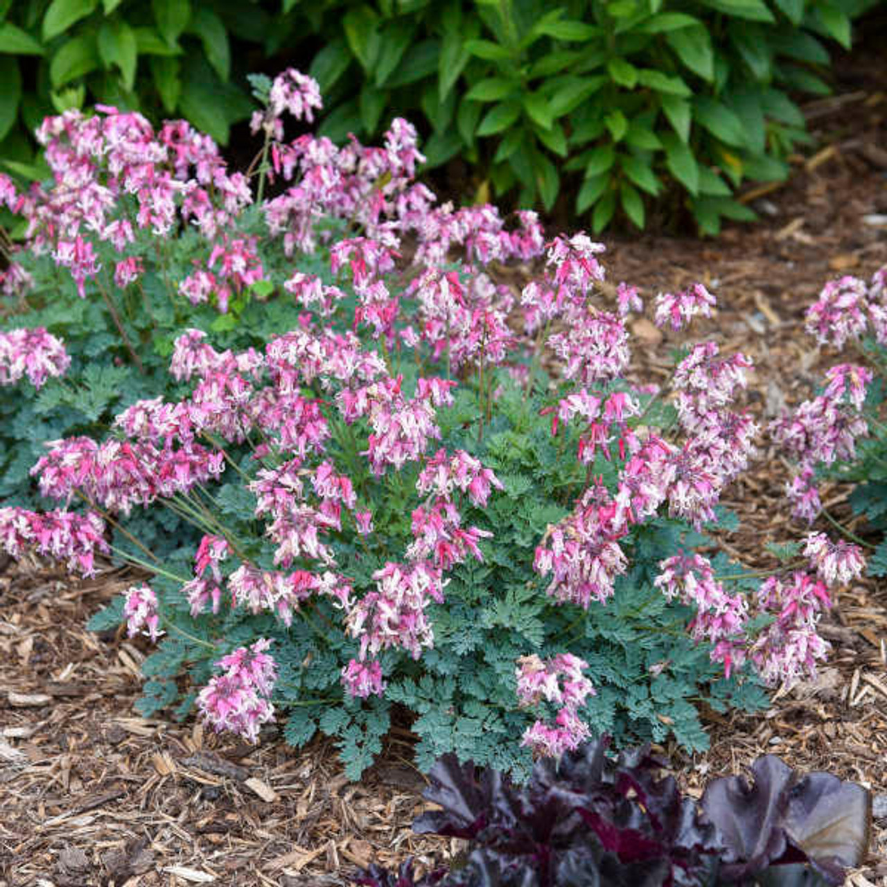 Dicentra 'Pink Diamonds' PP32380 (4) 1-gallons