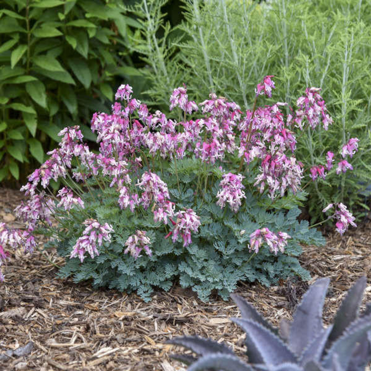 Dicentra 'Pink Diamonds' PP32380 (4) 1-gallons