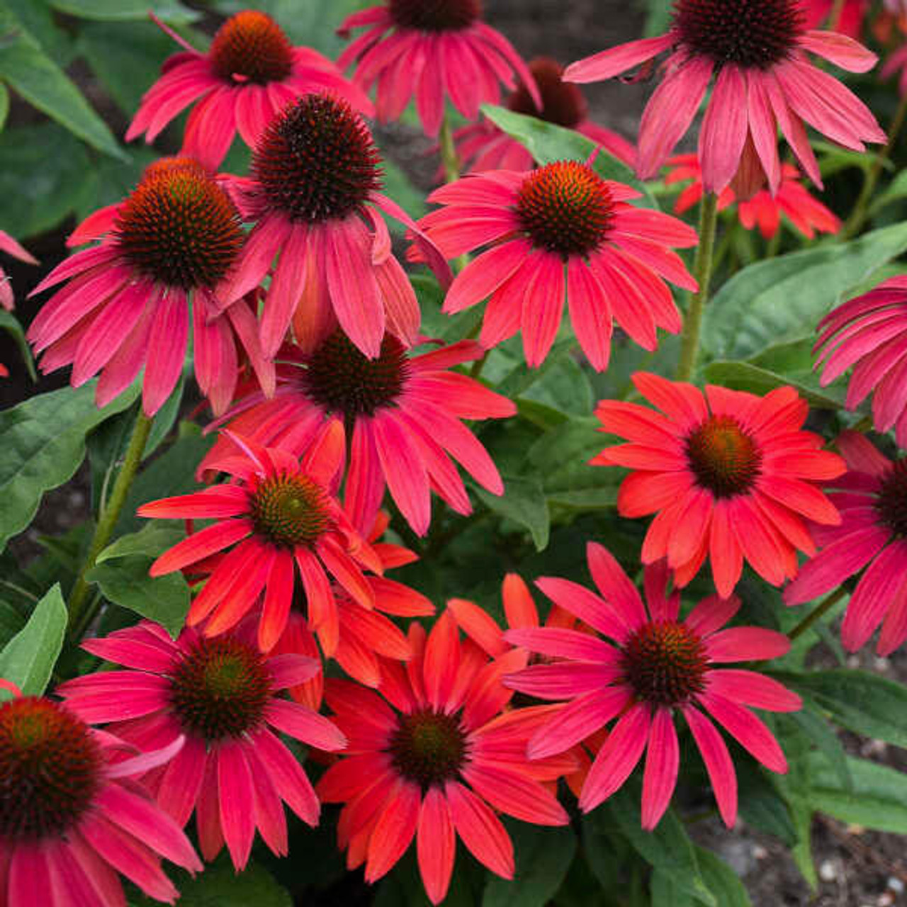 Echinacea Firefinch (4) 1-gallons