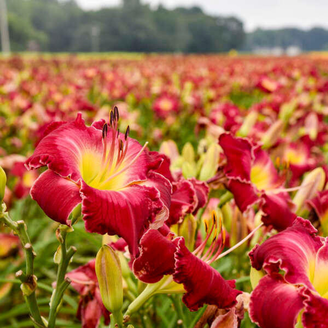 Hemerocallis 'Blood Sweat And Tears' (4) 1-gallons