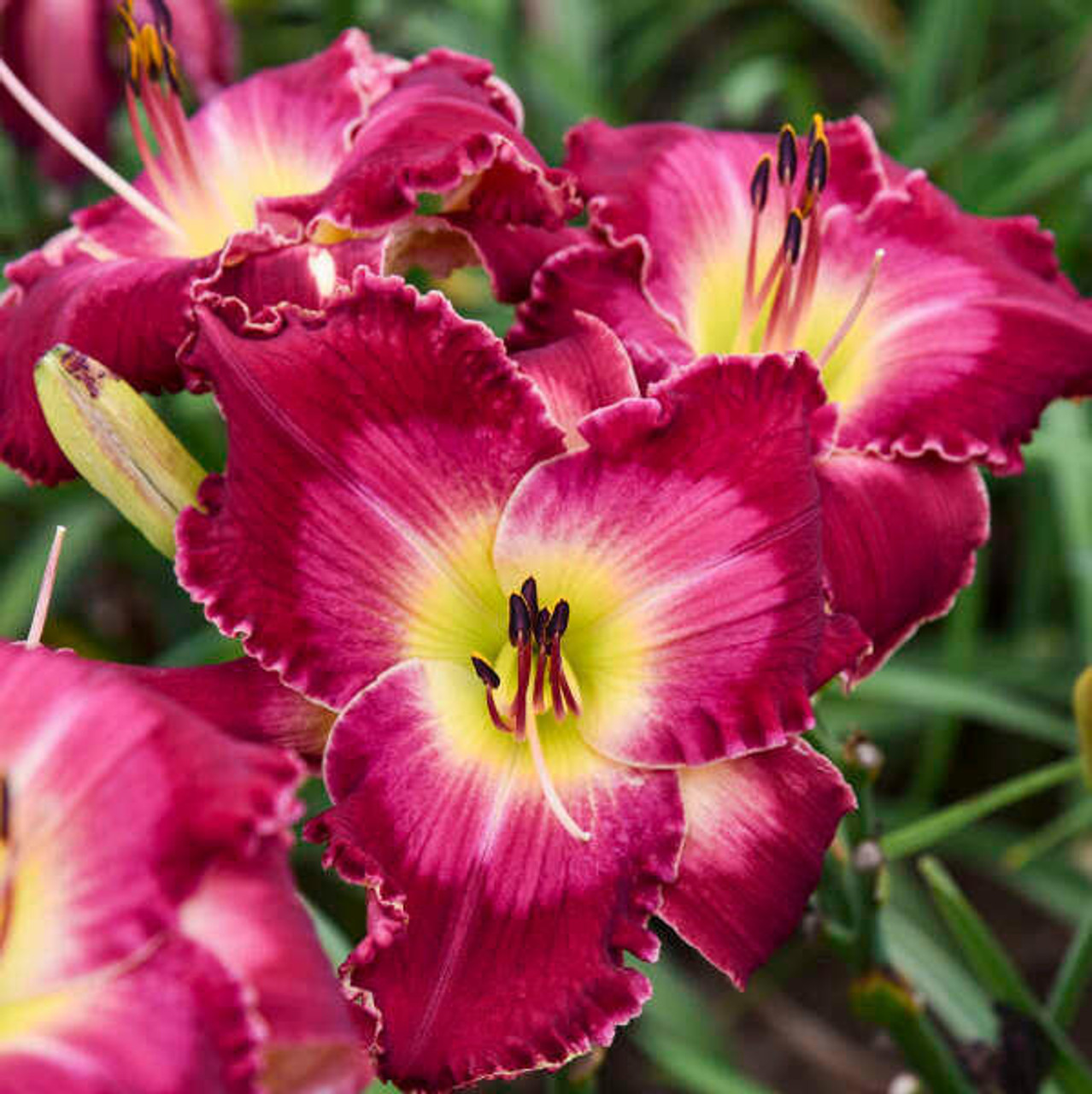 Hemerocallis 'Blood Sweat And Tears' (4) 1-gallons