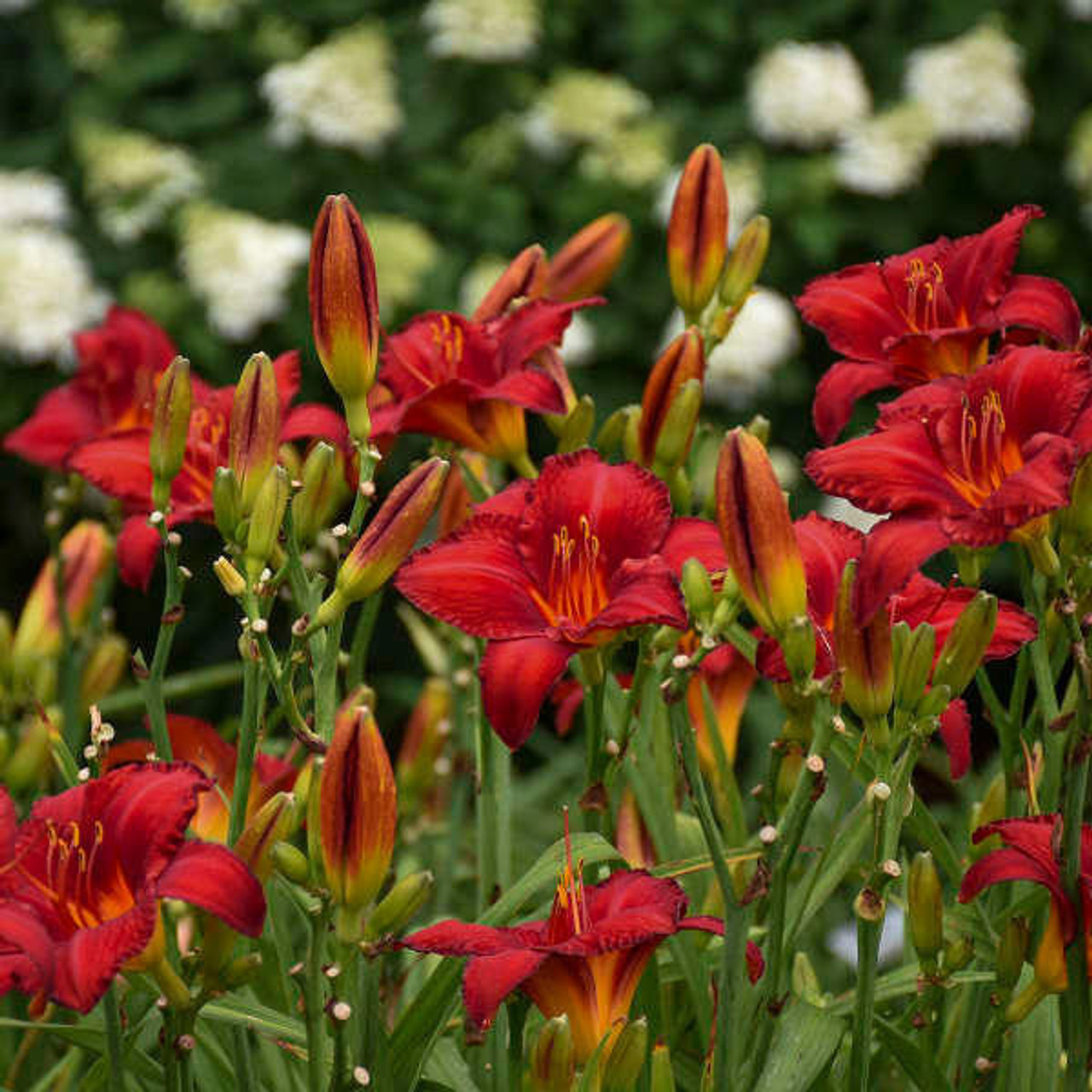 Hemerocallis 'Chicago Apache' (4) 1-gallons