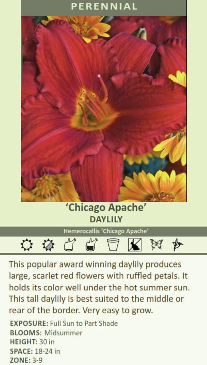 Hemerocallis 'Chicago Apache' (4) 1-gallons