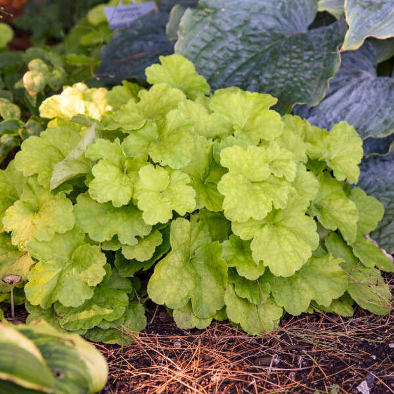 Heuchera 'Pistachio Ambrosia' PPAF (4) 1-gallons