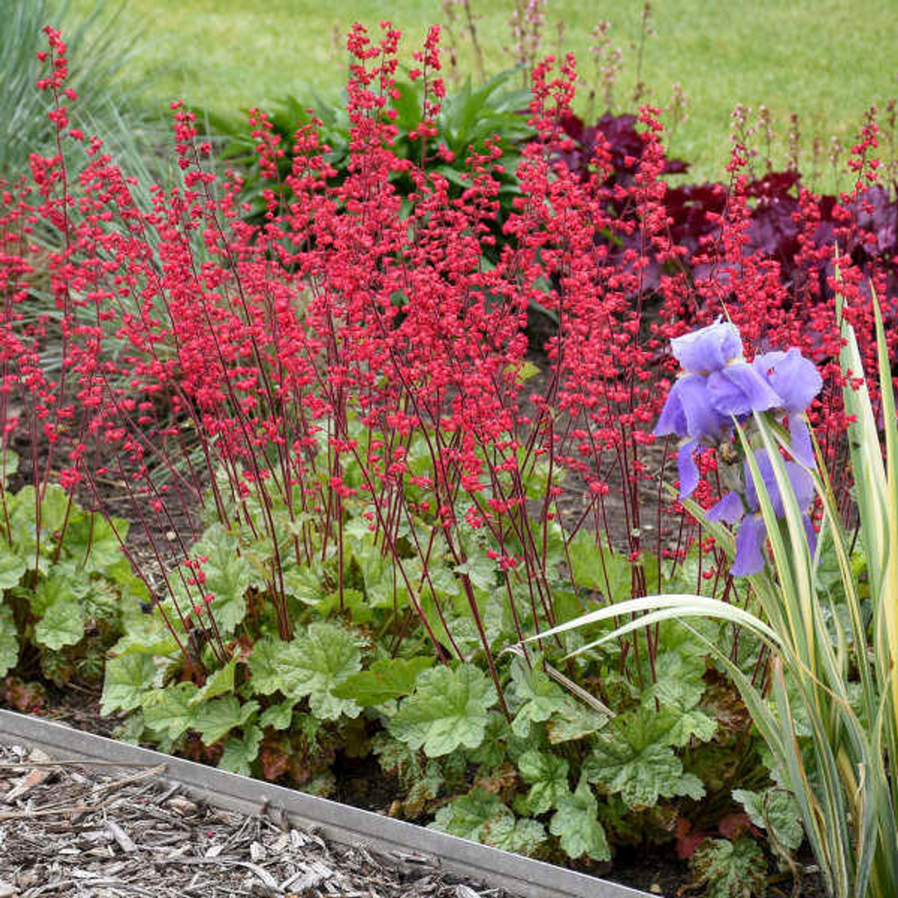 Heuchera 'Spearmint' PP31281 (4) 1-gallons