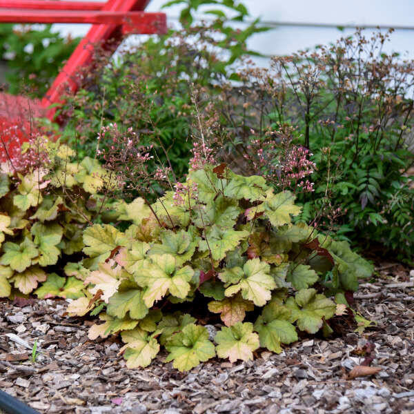 Heuchera 'Toffee Tart' PP33694 (4) 1-gallons