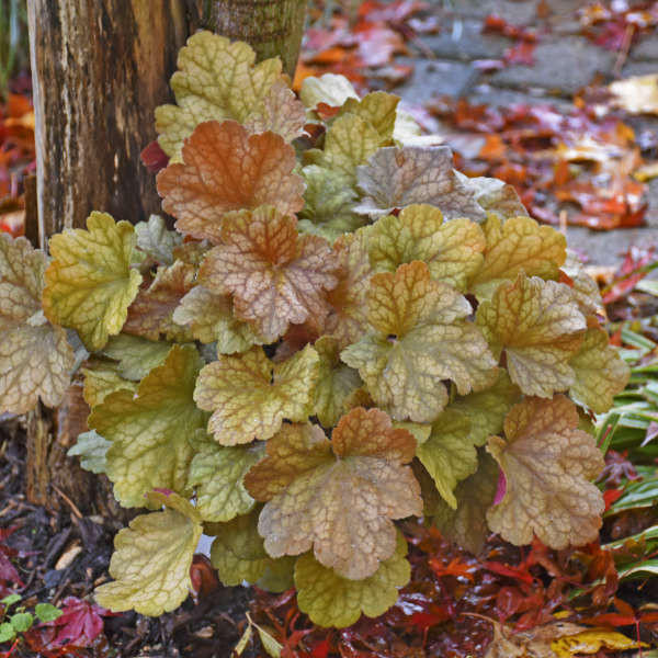 Heuchera 'Toffee Tart' PP33694 (4) 1-gallons