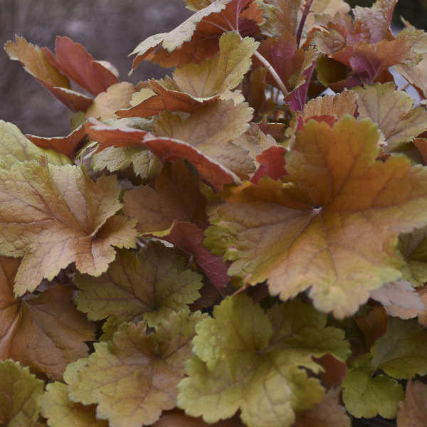 Heuchera 'Toffee Tart' PP33694 (4) 1-gallons
