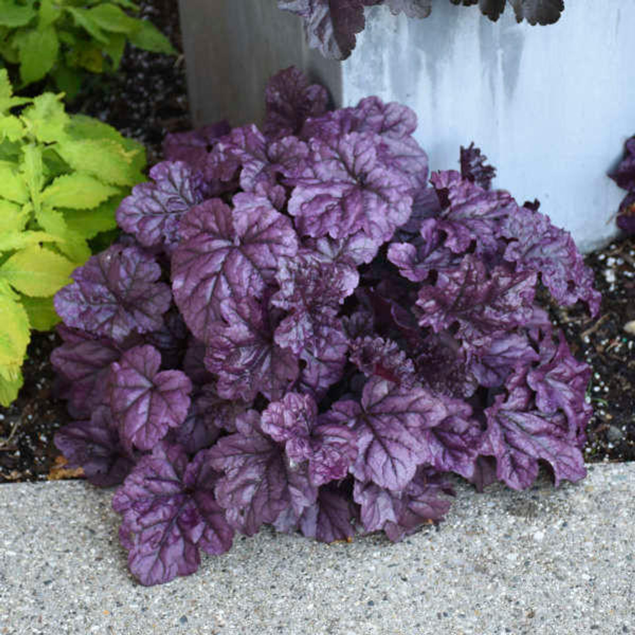 Heuchera 'Wildberry' PP31222 (4) 1-gallons