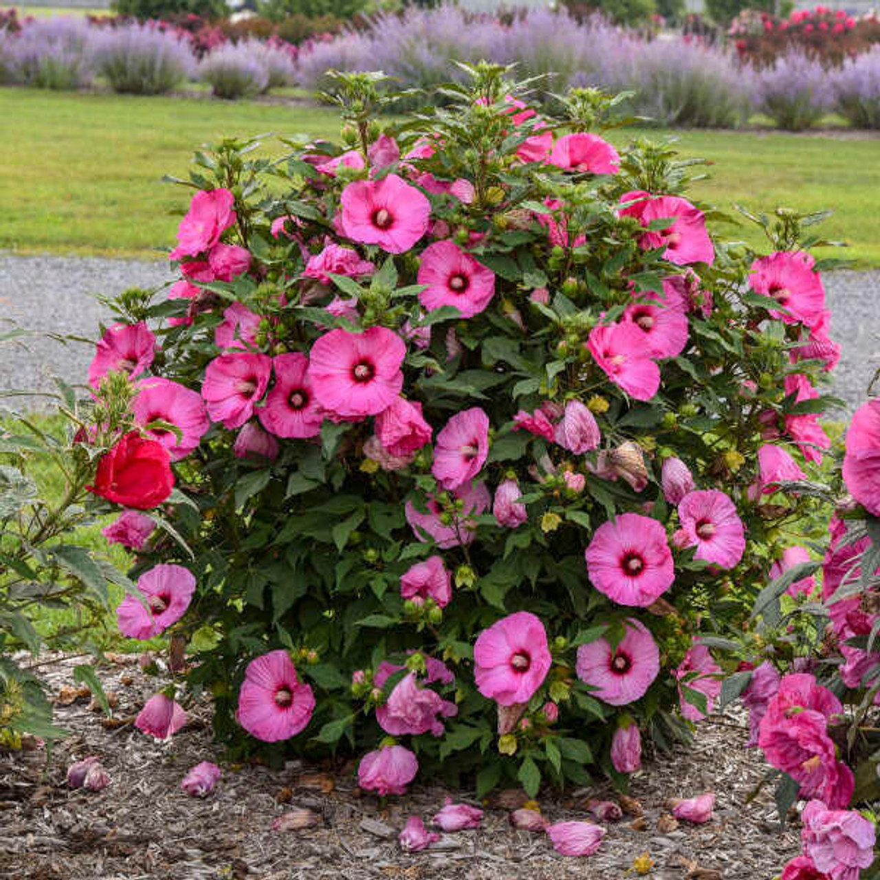 Hibiscus 'Candy Crush' PP32587  (4) 1-gallons