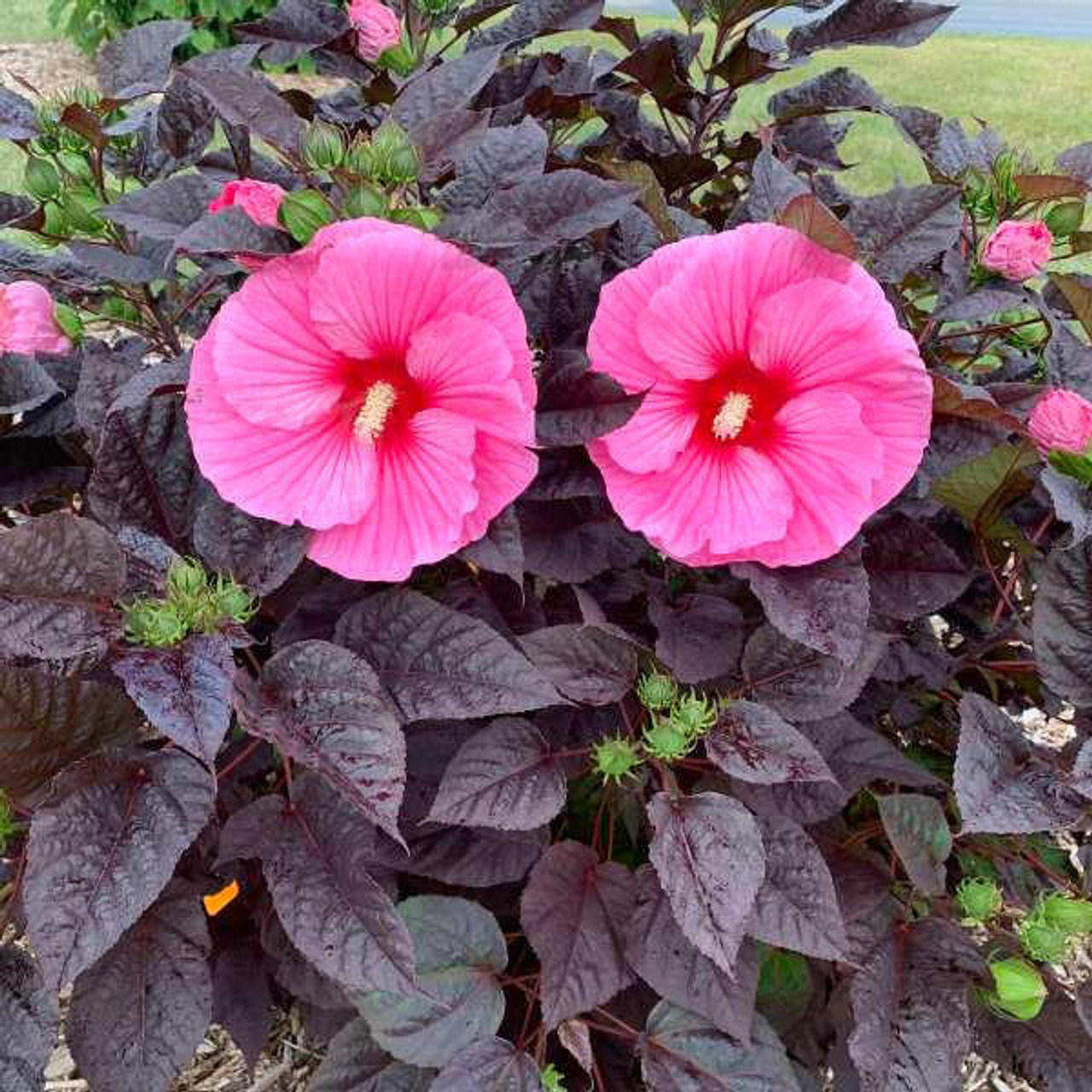 Hibiscus 'Edge of Night' PP34359 (4) 1-gallons