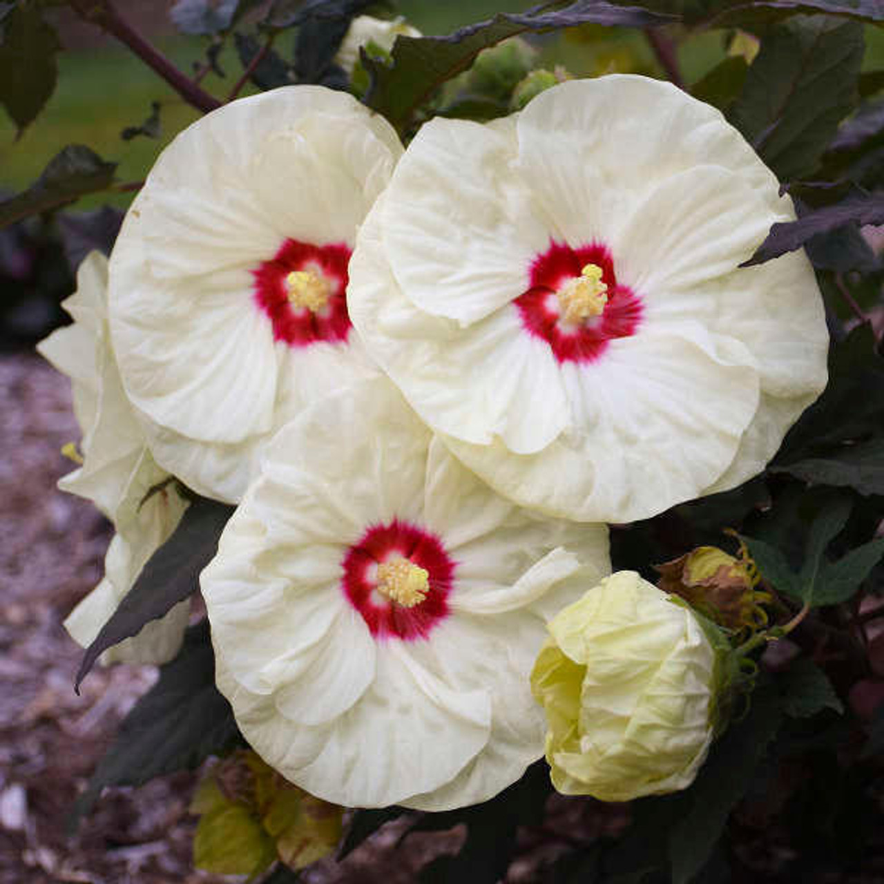 Hibiscus 'French Vanilla' PP33181 (4) 1-gallons