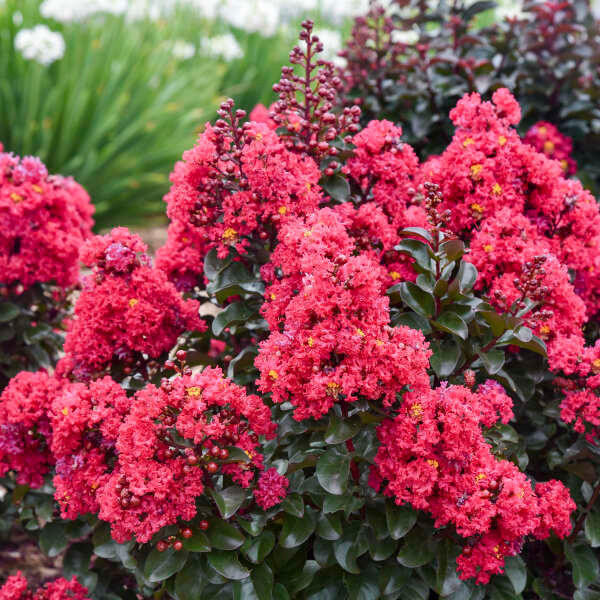 LAGERSTROEMIA 'Cherry Mocha' shipped from Grower to your door
