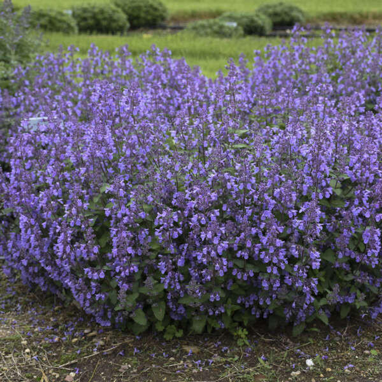 Nepeta 'Picture Purrfect' PP34502 (4) 1-gallons