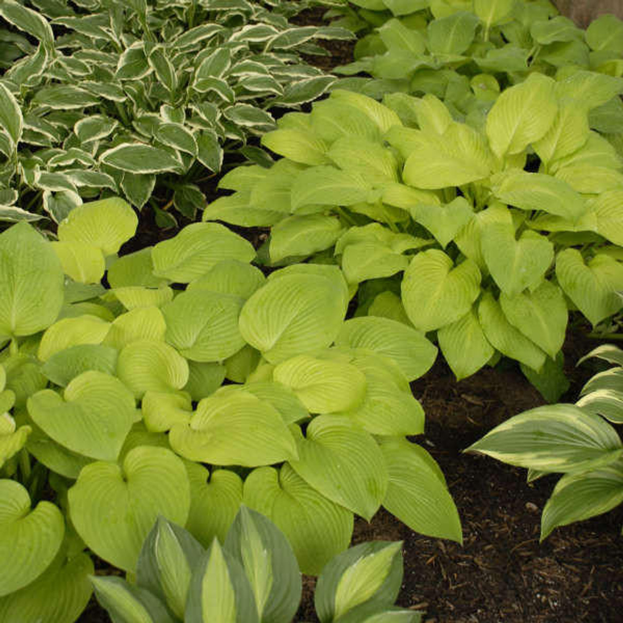 Hosta August Moon 25 BR Plants
Photos courtesy of Walters Gardens, Inc