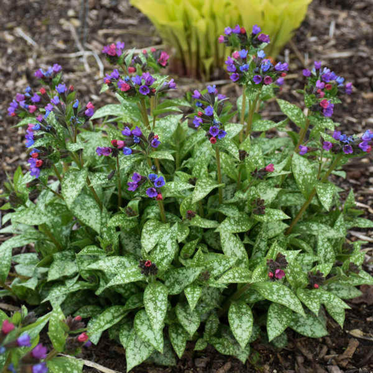 Pulmonaria 'Spot On' PP33063 (4) 1-gallons