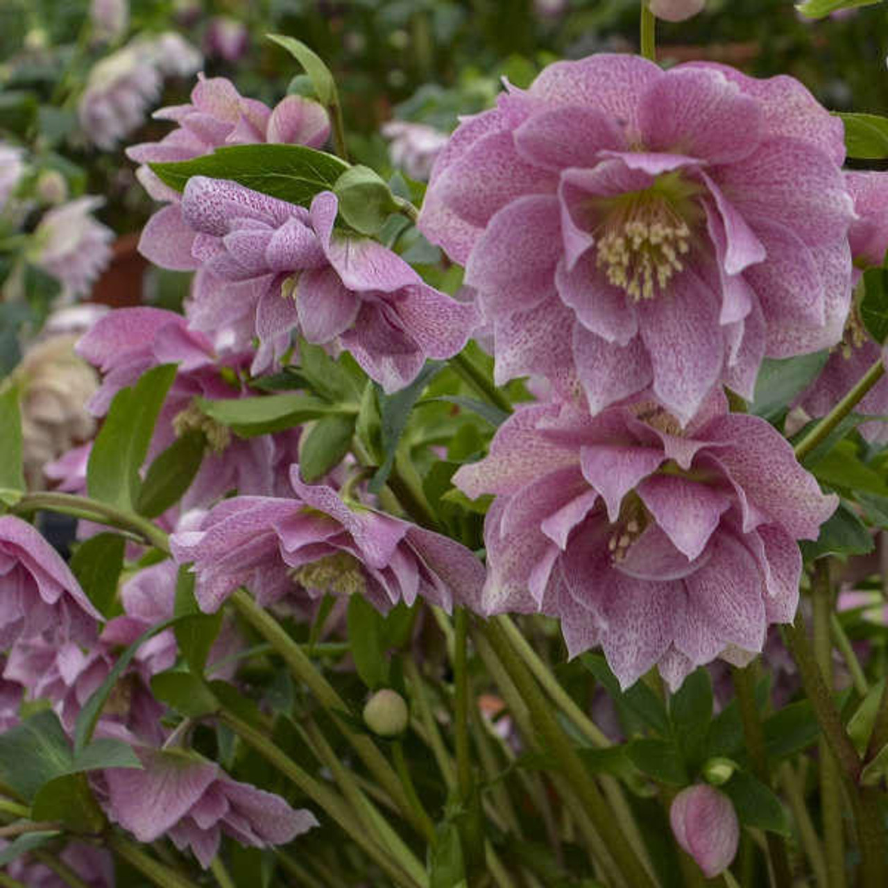 Helleborus 'Wedding Crasher' (20)ct Flat