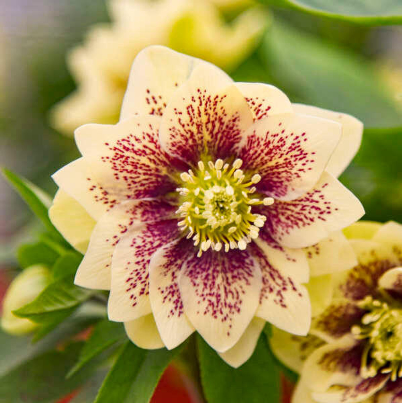 Helleborus 'Father of the Bride' (20)ct Flat