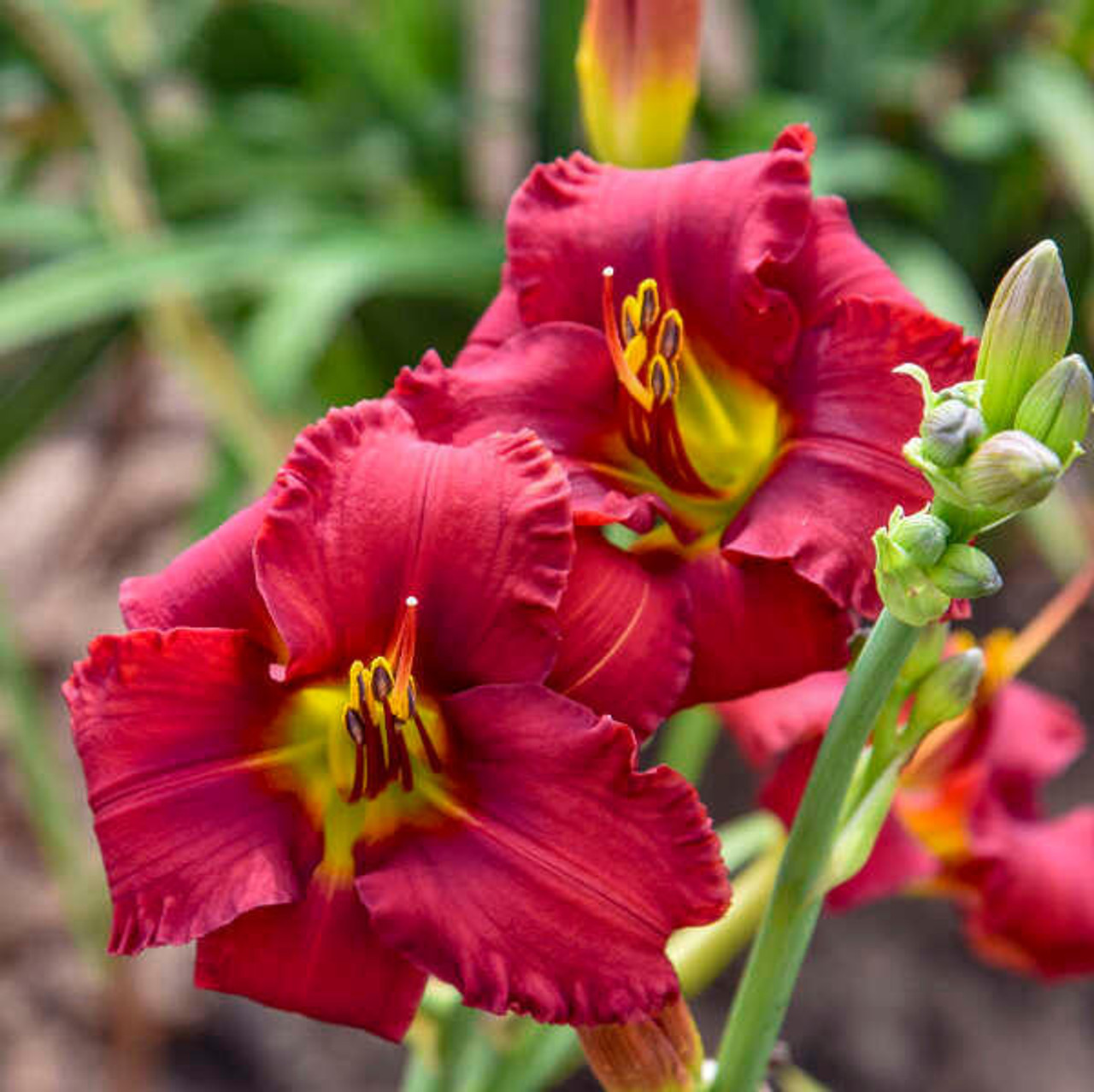 Hemerocallis 'Blazing Returns' PP28560 (25) BR Plants