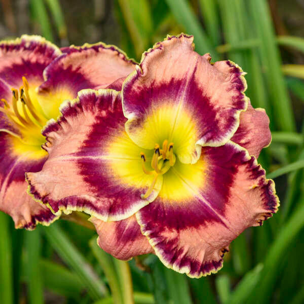 Hemerocallis 'Momentary Bliss' (25) BR Plants