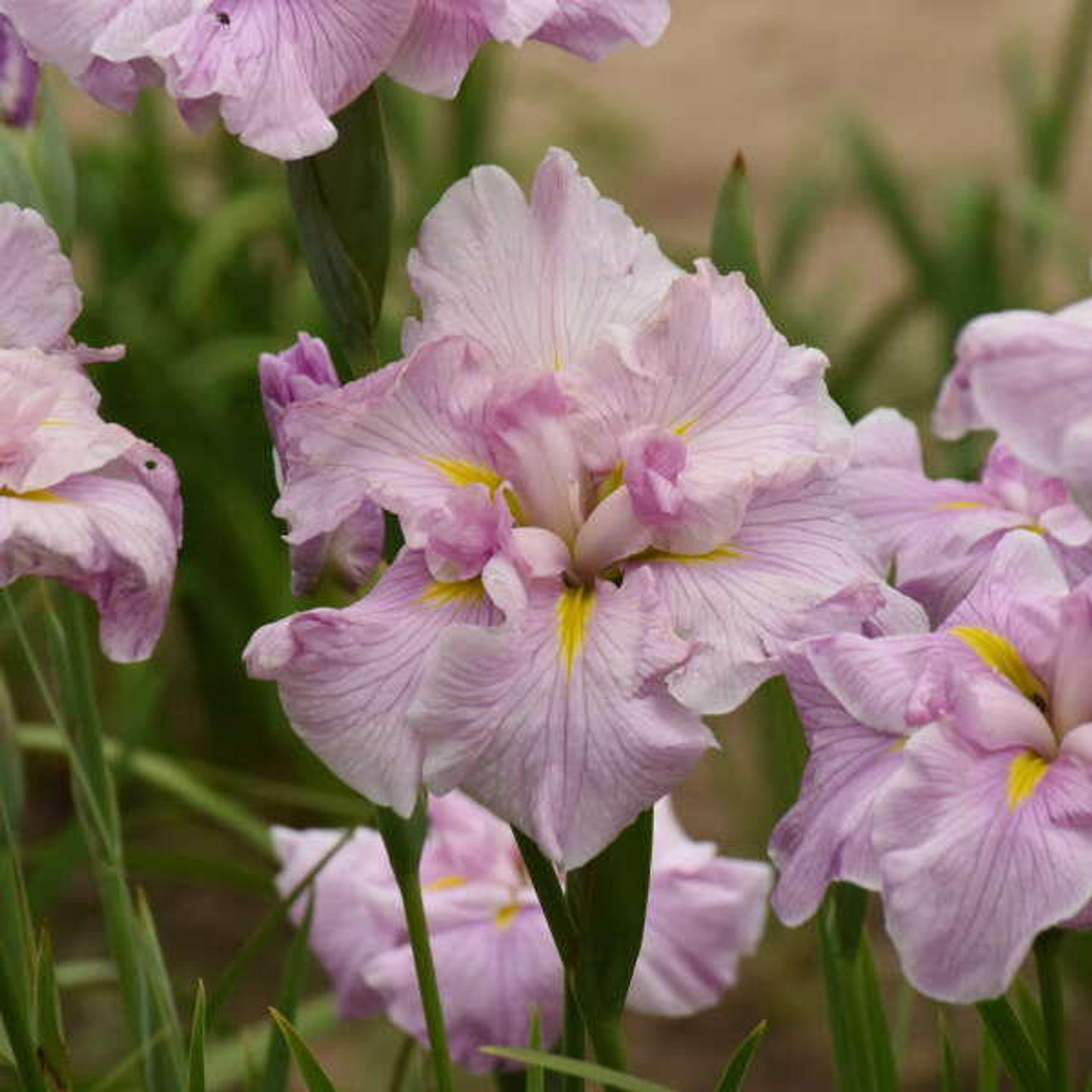 Iris IRIS e. 'Pinkerton' (25) BR Plants