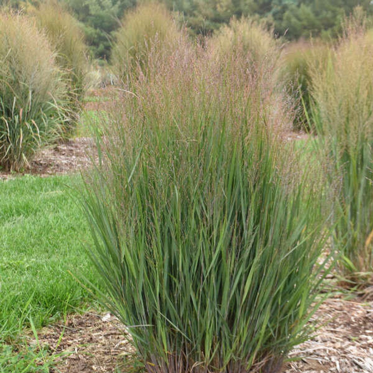 Panicum v. 'Half Pint' PPAF (30)ct Flat