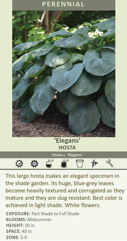 Hosta sieboldiana Elegans