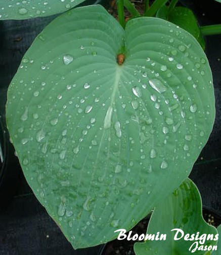 Hosta sieboldiana Elegans
