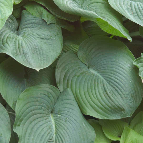 Hosta sieboldiana Elegans