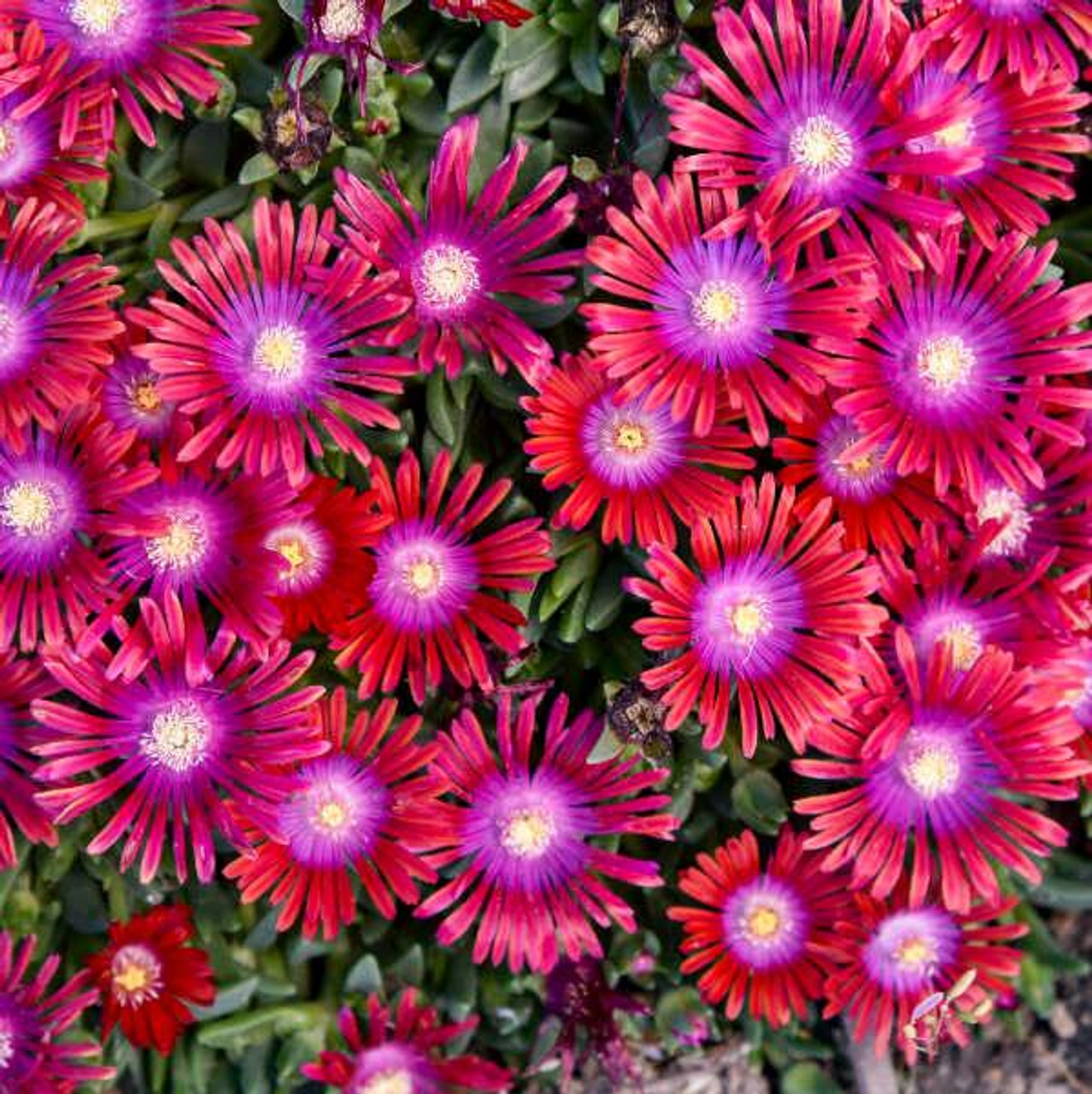Delosperma 'Razzle Dazzle' (30)ct Flat