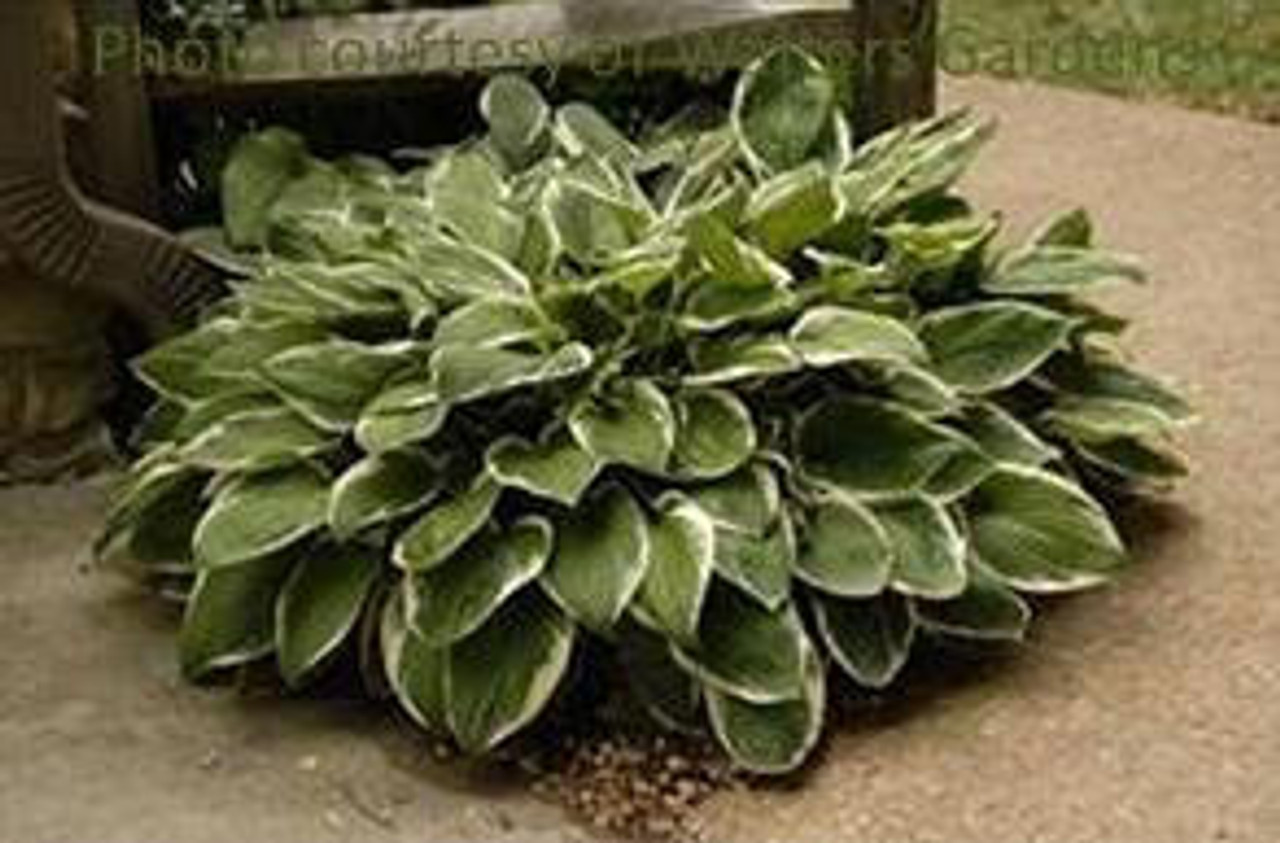 Hosta FRANCEE 25 BR Plants