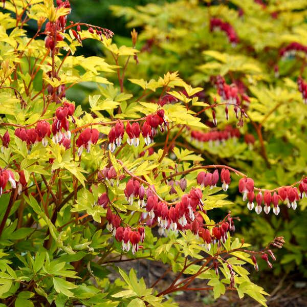 Dicentra s. 'Hearts on Fire' (30)ct Flat