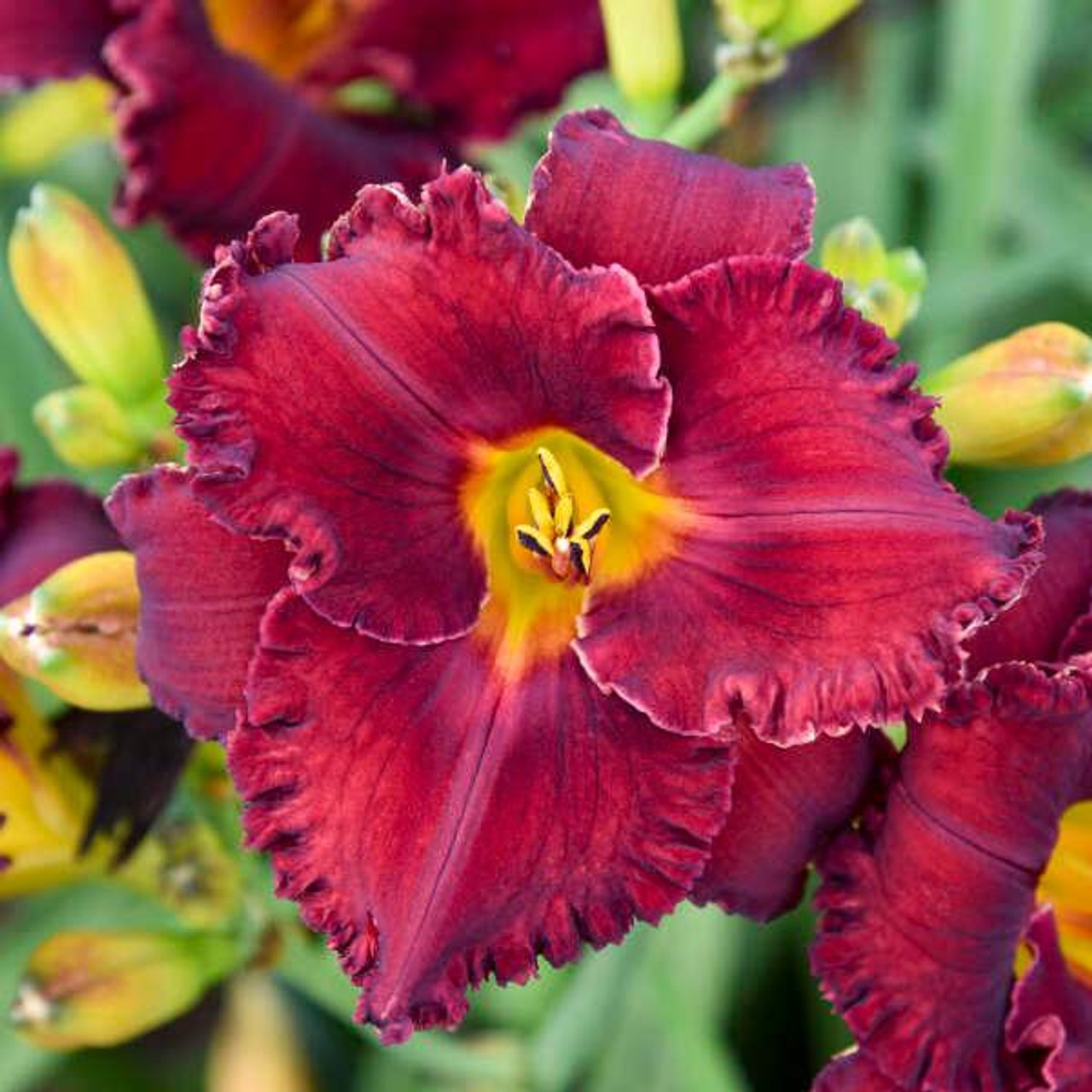 Hemerocallis 'Gothic Grenadine' (25) BR Plants