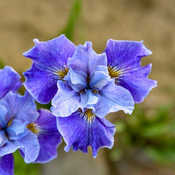 Iris s. 'Tutu Blue' (25) BR Plants - Bloomin Designs Nursery