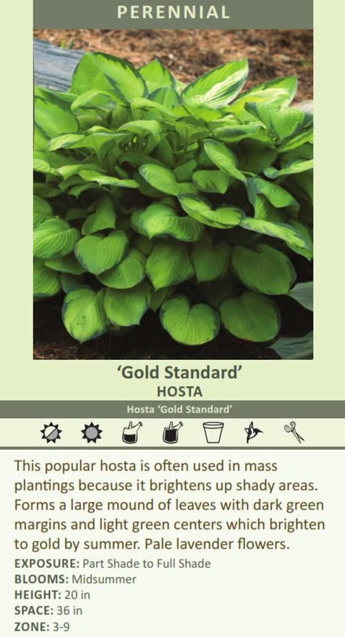 Hosta GOLD STANDARD 25 BR Plants