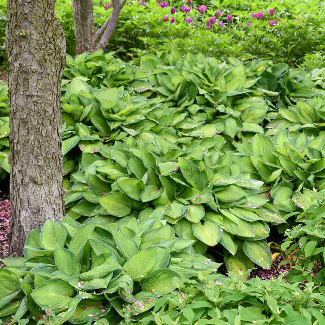 Hosta 'Gold Standard' (25) BR Plants